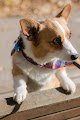 Negocio Mobile Pet Care Clinic