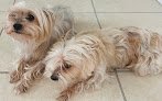 Negocio Mobile Pet Dog Grooming Homestead Fl