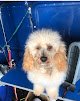 Negocio Mobile Pet Grooming