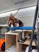 Negocio Mobile Pet Salon