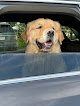 Negocio Mod Dog Spa, Llc