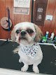 Negocio Morning Glory Pet Grooming