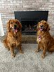 Negocio Mr Dog Hair - Dog Grooming Service - Mobile Dog Grooming - Dog Haircuts In Idaho Falls Id