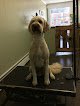 Negocio Mutt Hutt Grooming