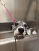 Negocio Mutts N More Pet Grooming Llc