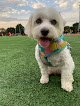 Negocio My Two Dogs Dog Grooming & Dog Training