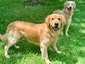 Negocio Nancy Crane's Family Pet Care