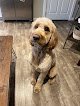 Negocio Natural Pet Grooming Salon