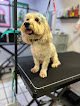 Negocio Nautilus Pets Grooming