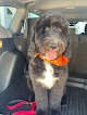 Negocio Neal Dog Grooming Salon
