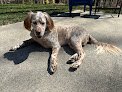 Negocio Nikki's Grooming & Boarding