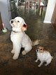Negocio No Bad Hair Days Grooming, Boarding & Daycare