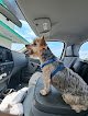 Negocio Noah's Bark Pet Grooming