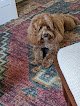 Negocio Noblesville Pet Grooming