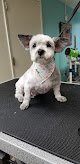 Negocio Noemi's Dog Grooming