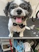 Negocio Noma Pet Services & Takoma Mobile Grooming