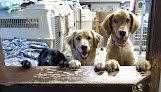Negocio North County Pet Grooming
