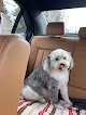 Negocio North Idaho Petstop