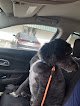 Negocio Oakville Grooming