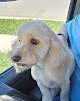 Negocio Oh My Dog! Pet Grooming