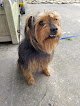 Negocio Oh So Pretty Pet Spa