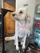 Negocio On All 4’s Dog Grooming