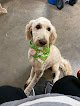 Negocio Oodles Of Doodles Pet Spa