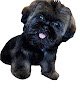 Negocio Over The Moon Dog Grooming