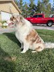 Negocio Pahrump Grooming