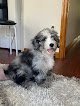 Negocio Pampered Paws Ny