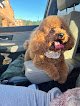 Negocio Pampered Paws Pet Grooming