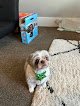 Negocio Pampered Paws