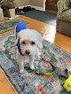 Negocio Pampered Pet Grooming & Supply