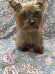 Negocio Pampered Pets