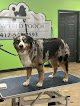 Negocio Pampered Pooch Pet Grooming
