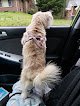 Negocio Pampered Pooch