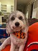 Negocio Pampered Pooches