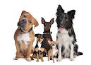 Negocio Pampered Puppies