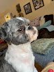 Negocio Pampered Pups Mobile Dog