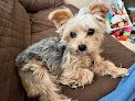 Negocio Pampered Pups Mobile Grooming