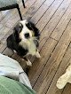 Negocio Parc Avenue Pet Grooming