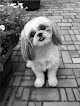 Negocio Parish Paws Pet Spa & Boutique