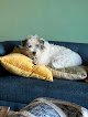 Negocio Park4paws Dog Grooming