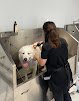Negocio Paw Avenue Pet Grooming