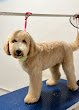 Negocio Paw Friend Grooming