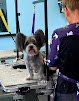 Negocio Paw Paradise Spa And Boarding