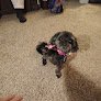 Negocio Paw Spa Boarding & Grooming