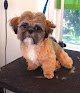 Negocio Paw-fection Dog Grooming