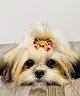 Negocio Paw-purr-azzi Mobile Grooming