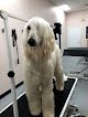 Negocio Pawbillion